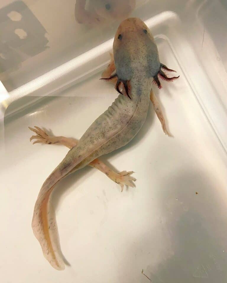 Axolotl Colors 17 Types of Axolotl Morphs (With Photos)