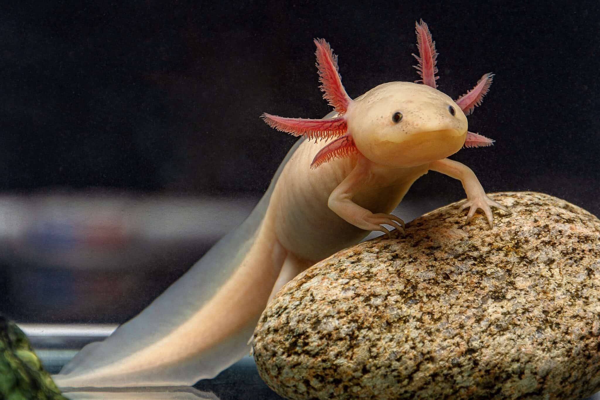 Pink Axolotl Species Profile Care Guide Pictures