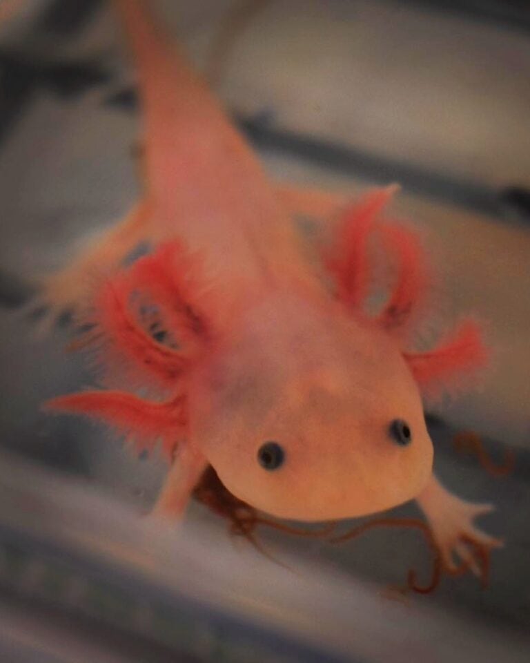 Axolotl Colors: 17 Types of Axolotl Morphs (With Photos)