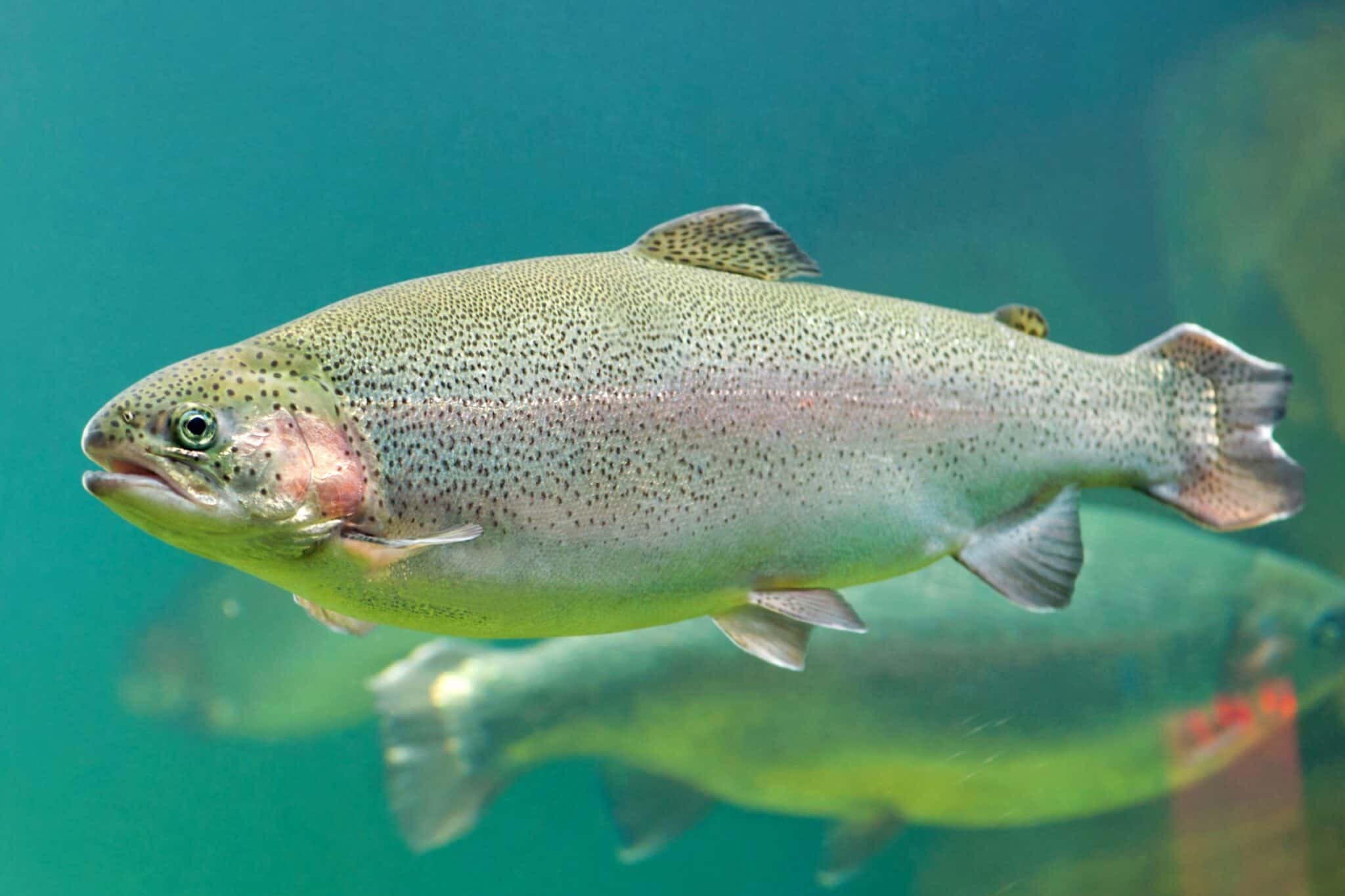 16 Types Of Trout Species Rainbow Trout Up Close 2048x1365