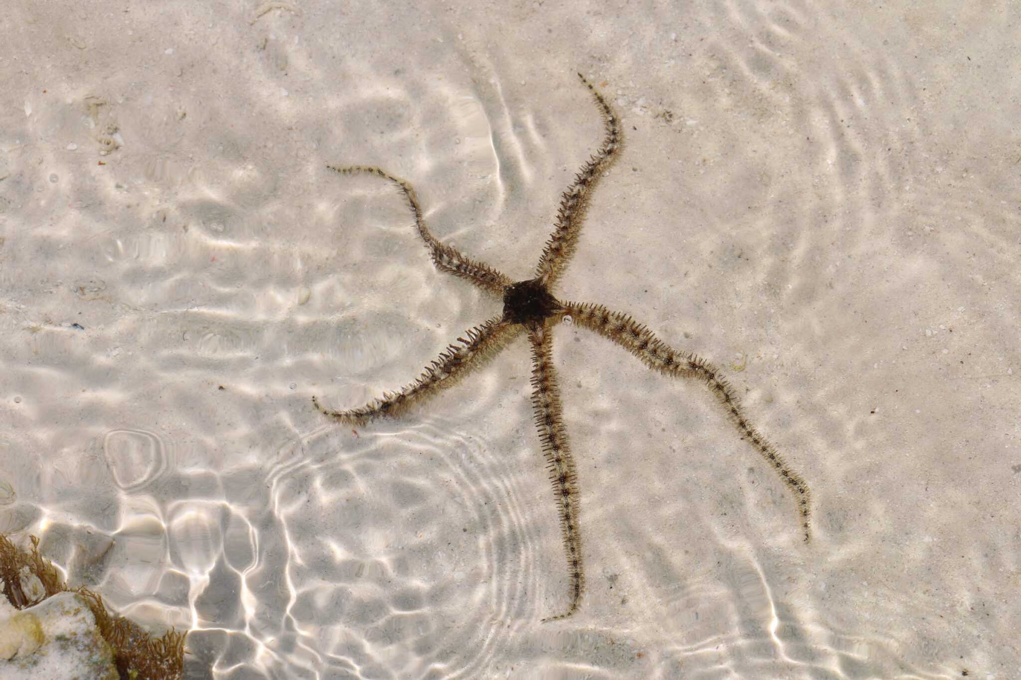 Serpent Starfish Species Profile, Facts & Pictures