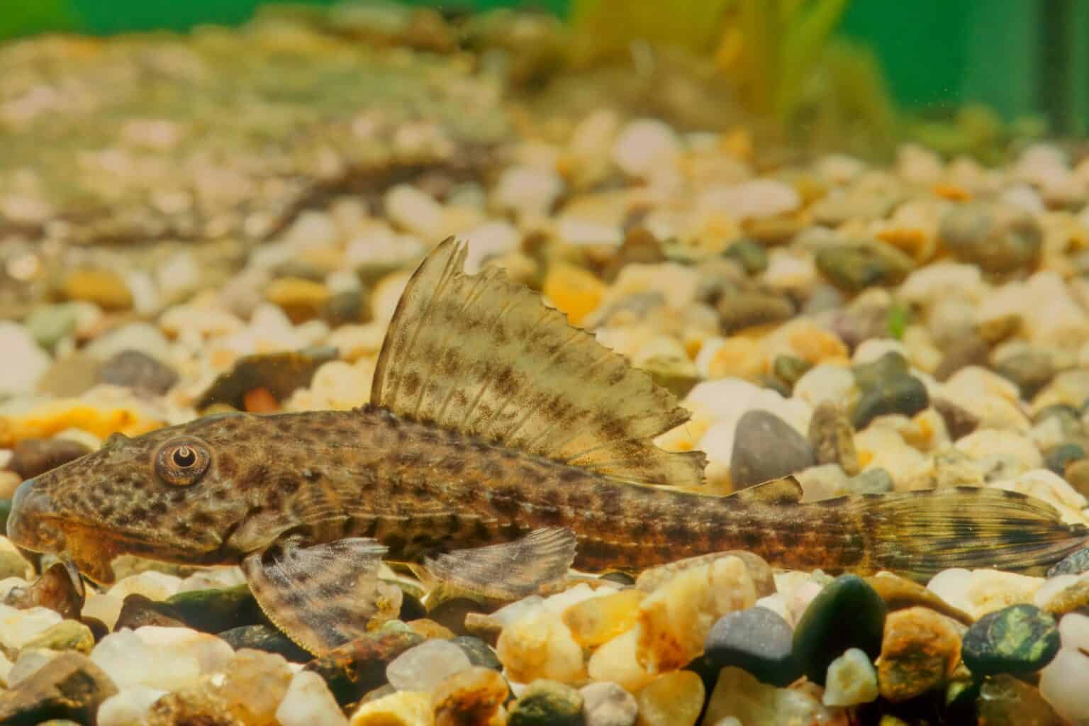 Sucker Fish Species Info, Pictures & Care Guide