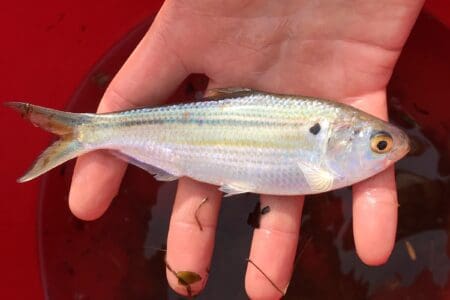 Berkley Dredger HD Threadfin Shad 10.5 Fishing Lure - 1/2 Oz, Realistic Swimbait For Bass