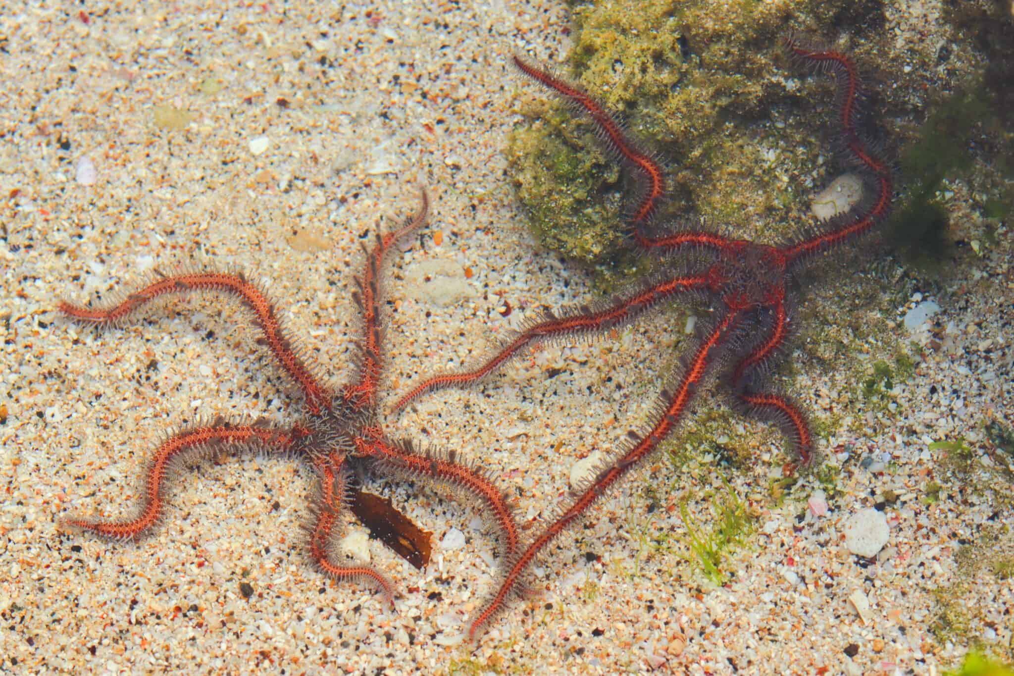 Serpent Starfish Species Profile, Facts & Pictures