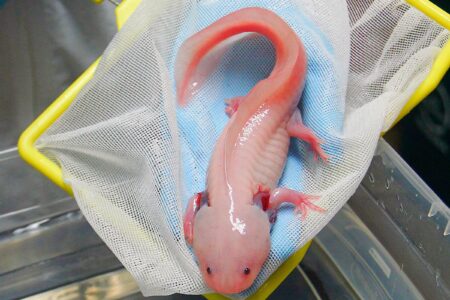 How Much Does an Axolotl Cost? (2026 Price Guide)