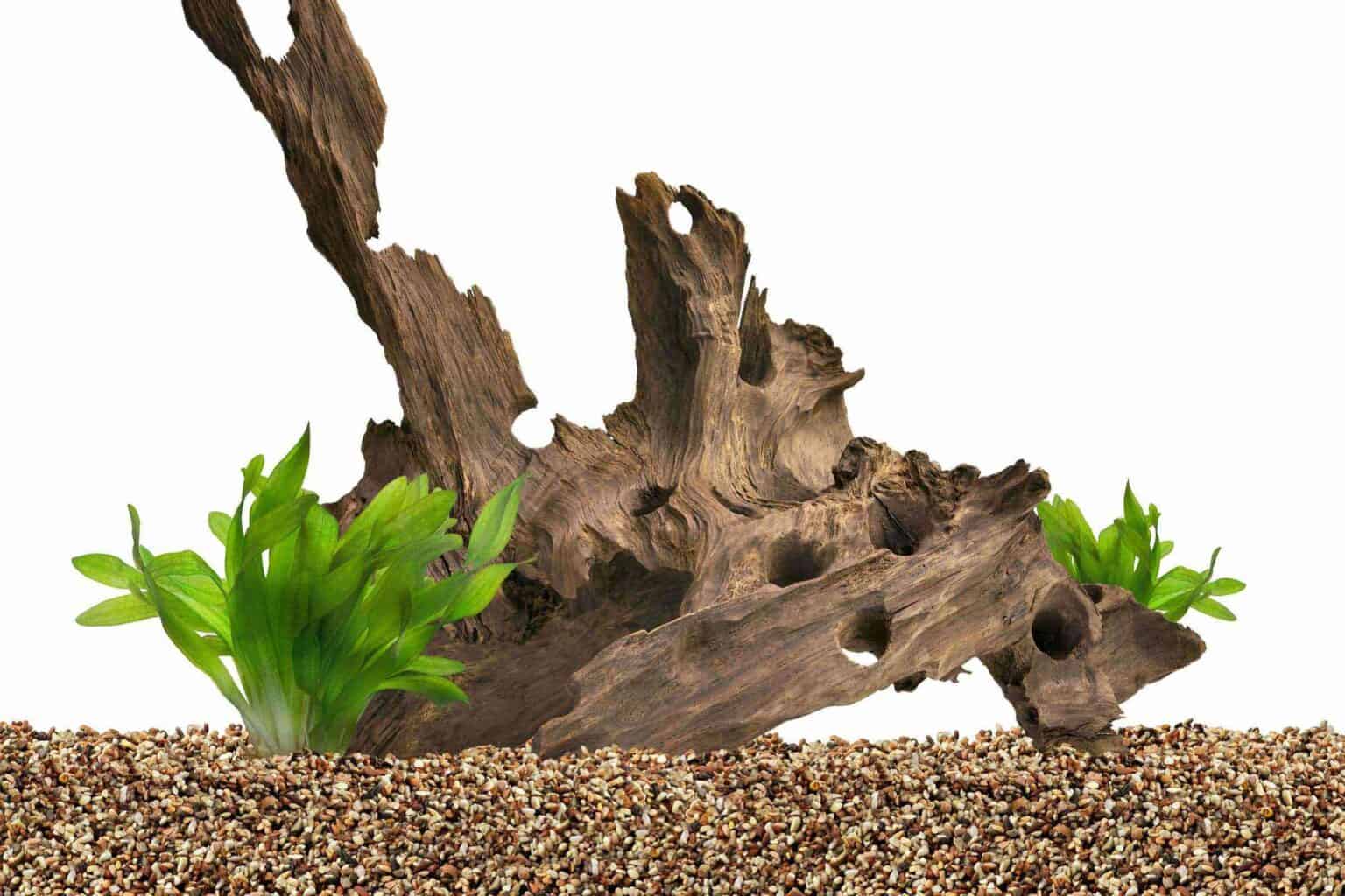 The Complete Axolotl Supplies and Starter Kit Guide