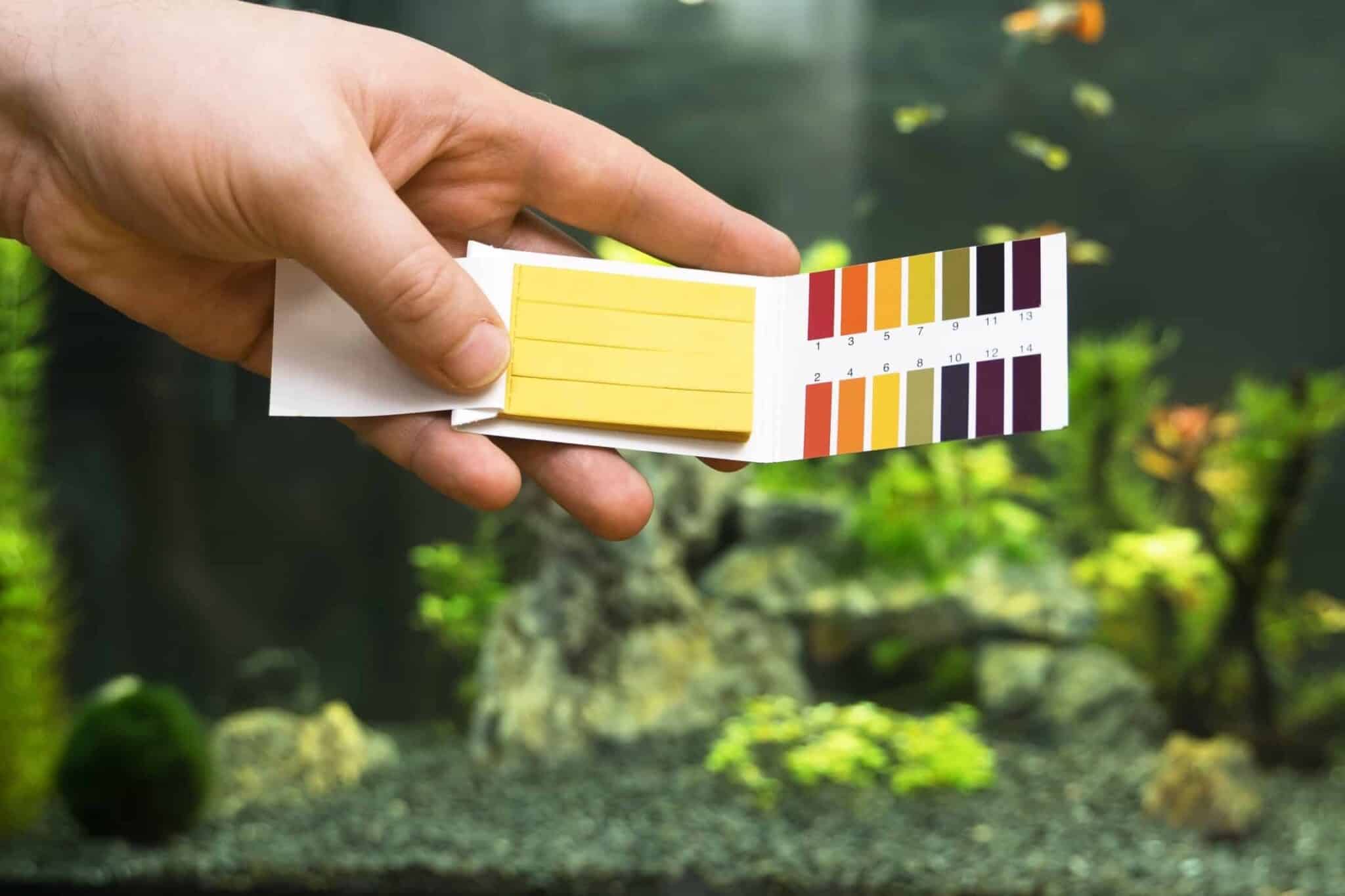 The Complete Axolotl Supplies and Starter Kit Guide