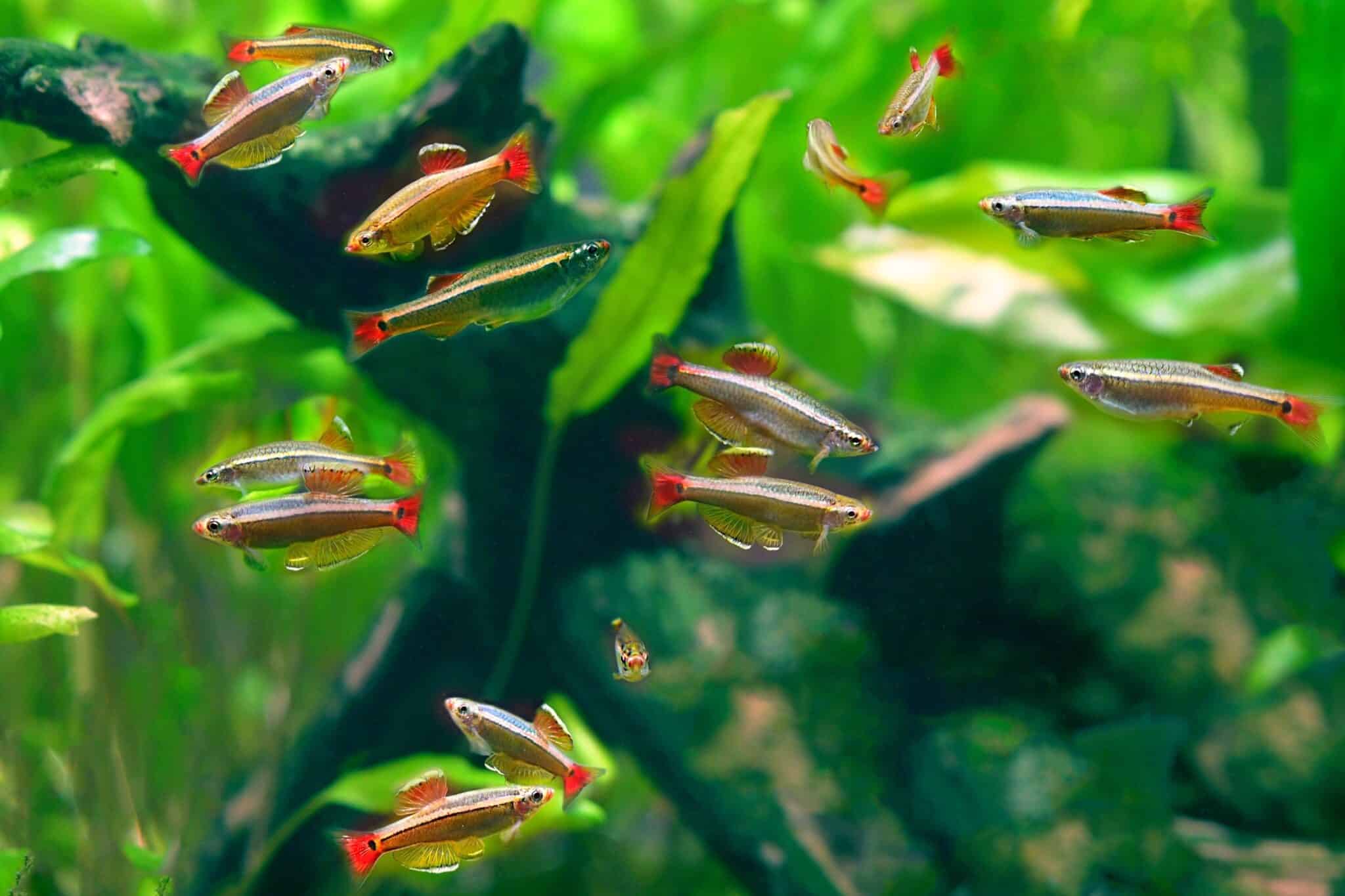 31 Best TopDwelling Fish for Your Aquarium