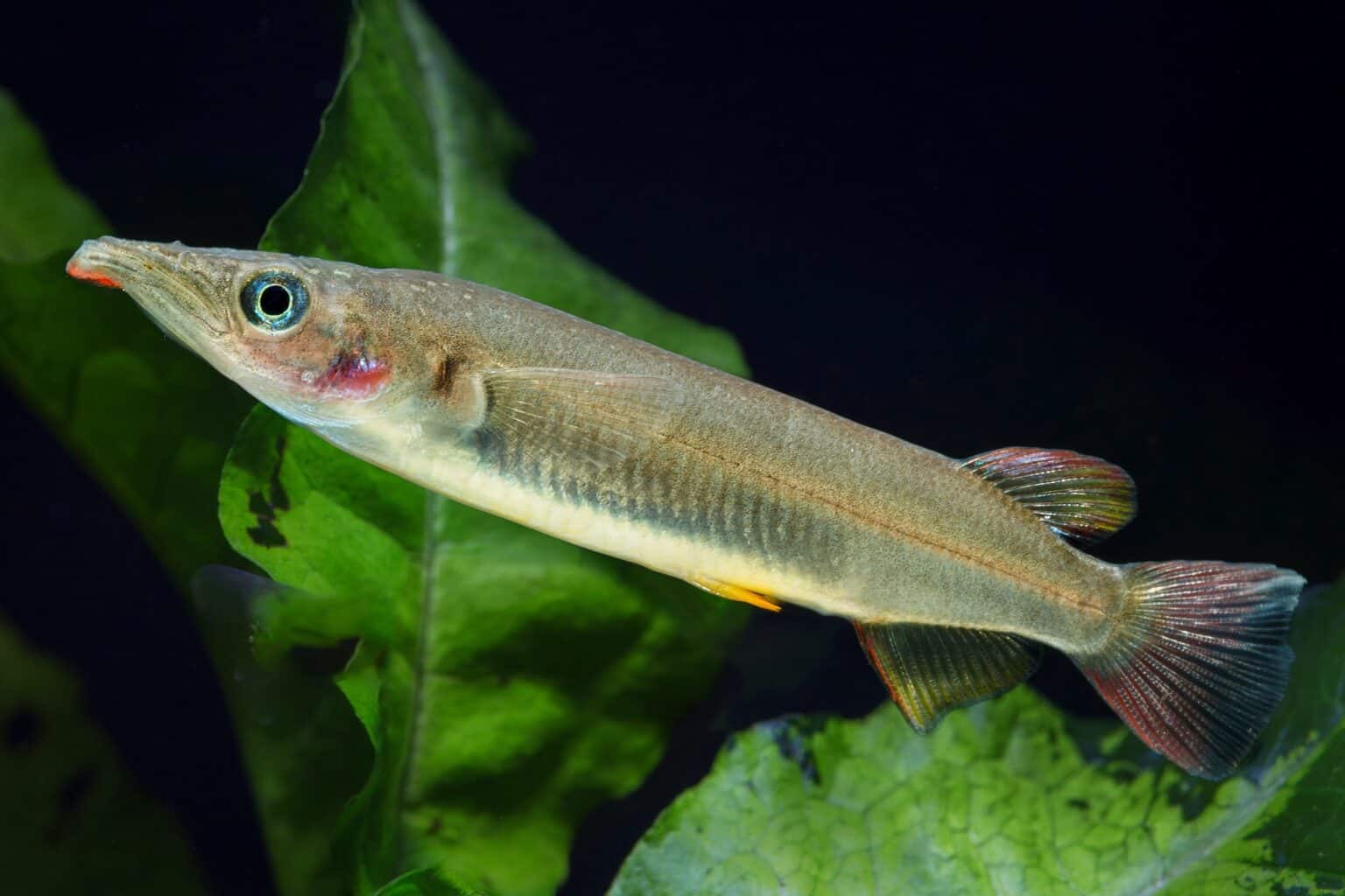 31 Best TopDwelling Fish for Your Aquarium