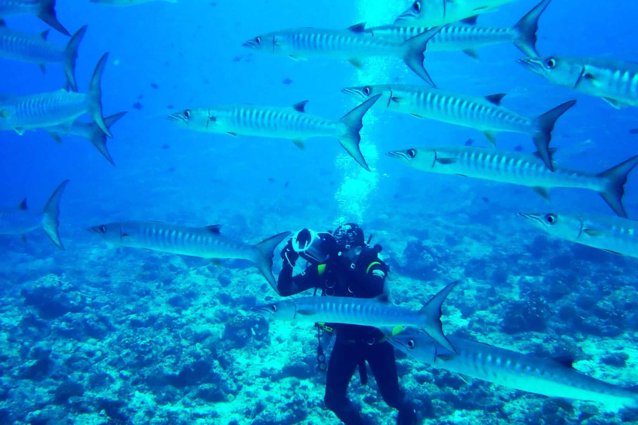 Do Barracudas Attack Humans? Are They Dangerous?
