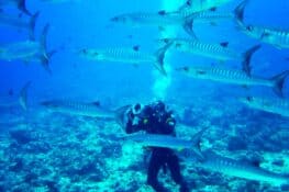 Do Barracudas Attack Humans? - Are They Dangerous?