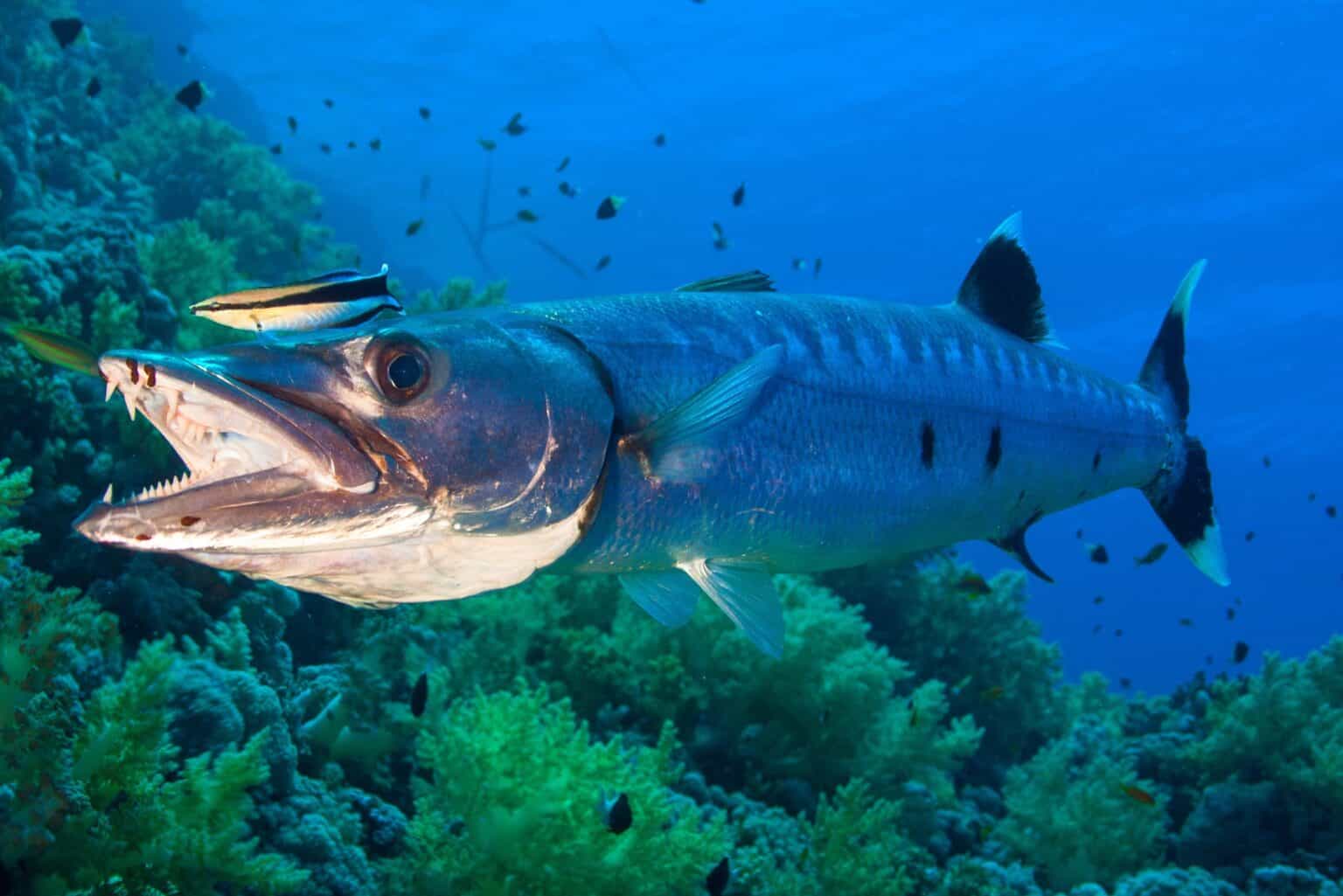 Do Barracudas Attack Humans? Are They Dangerous?