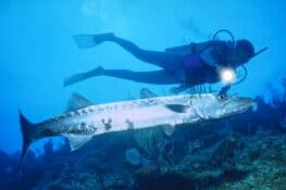 Do Barracudas Attack Humans? - Are They Dangerous?