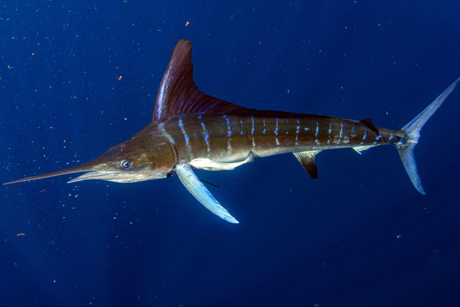 Marlin vs. Swordfish What’s the Difference?