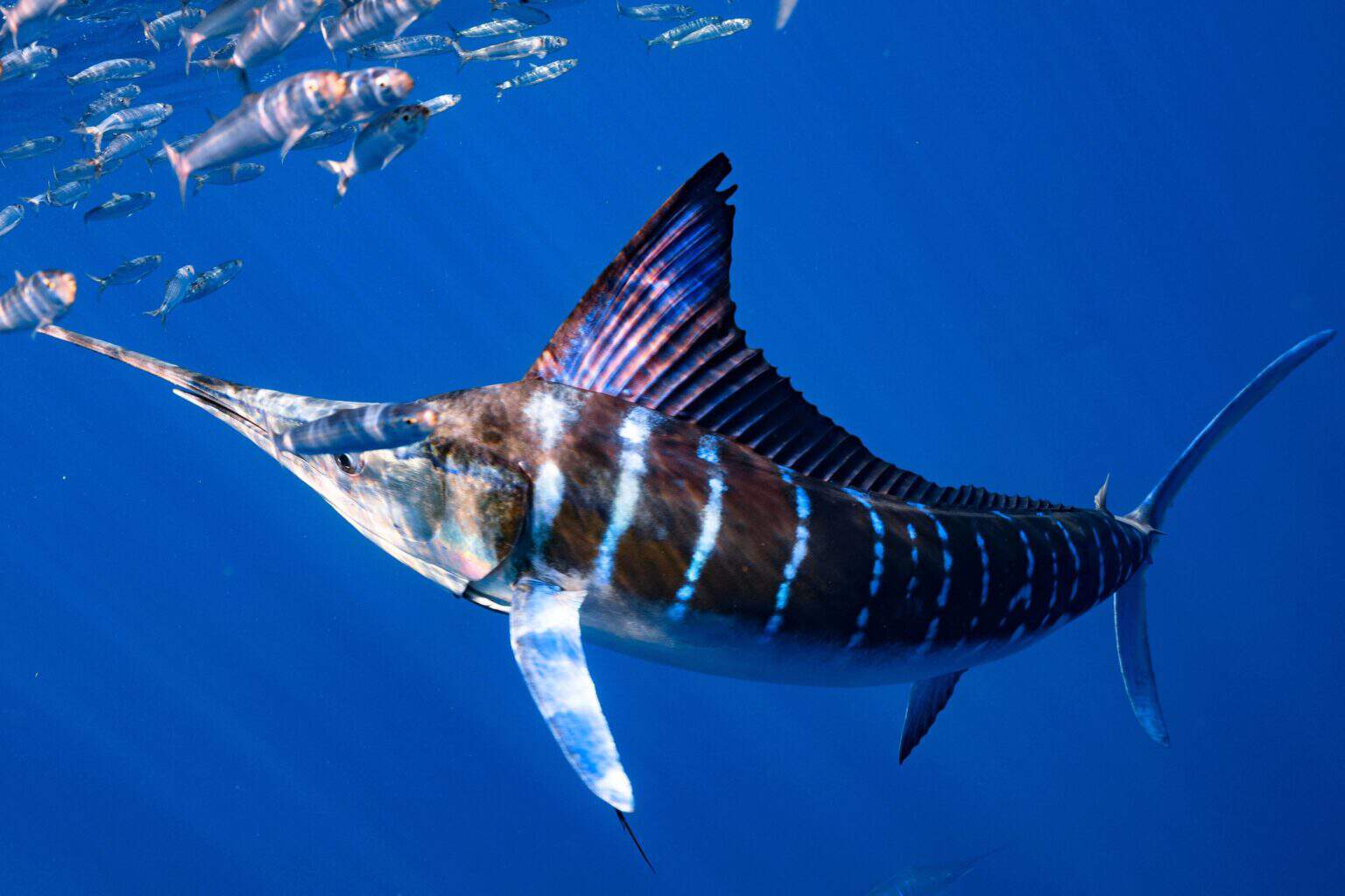 Marlin vs. Swordfish: What’s the Difference?