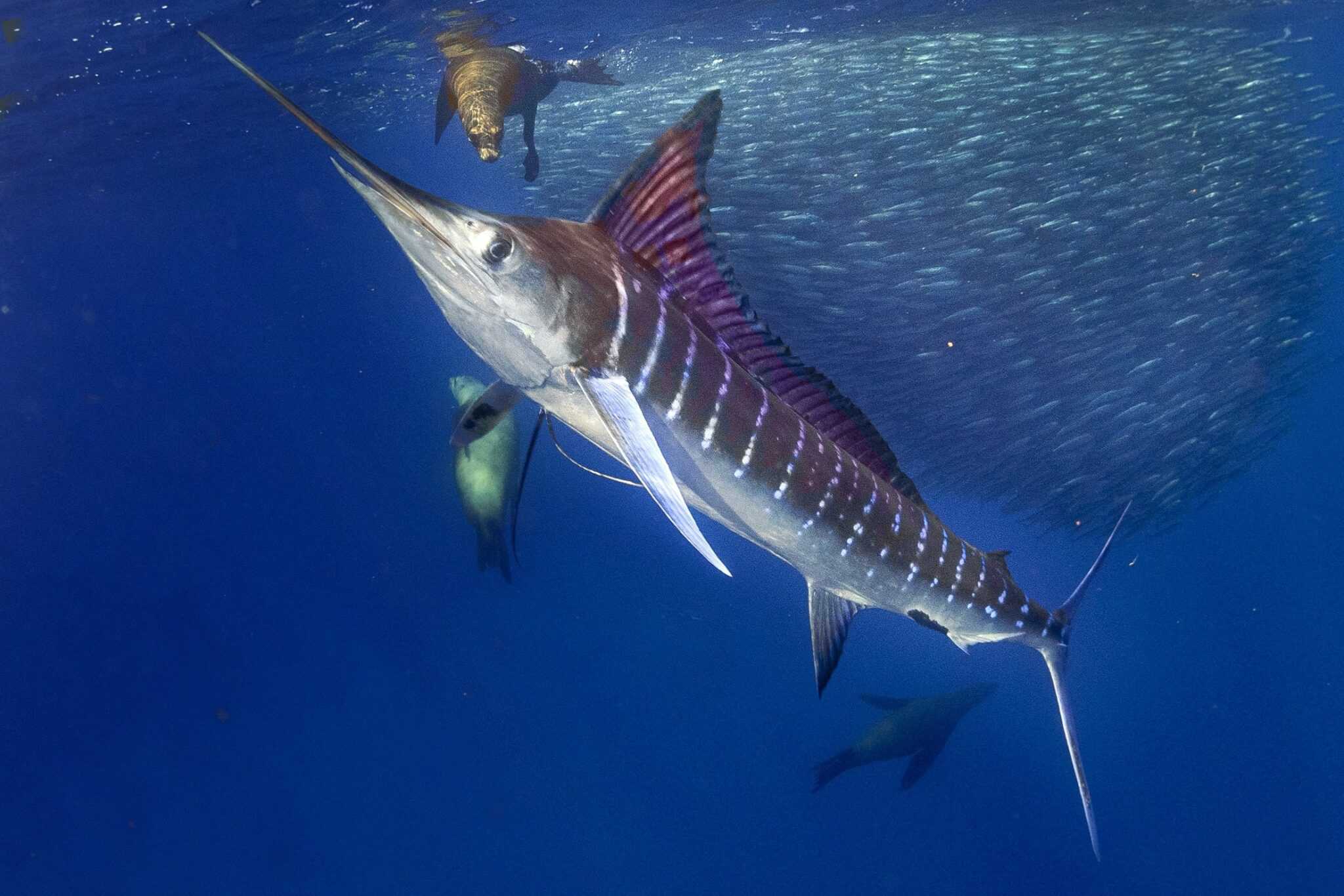 Marlin vs. Swordfish: What’s the Difference?