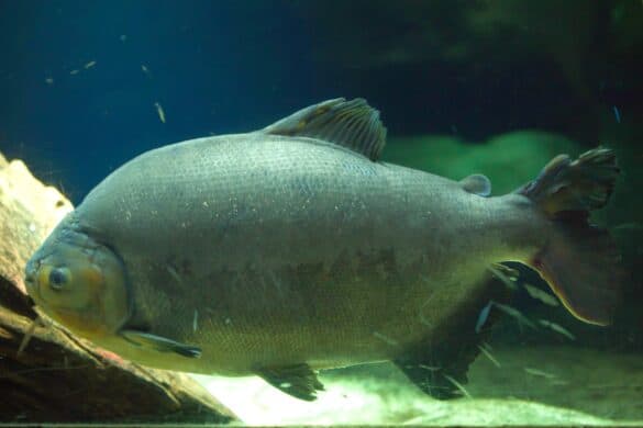 18 Popular Fish With Big Lips