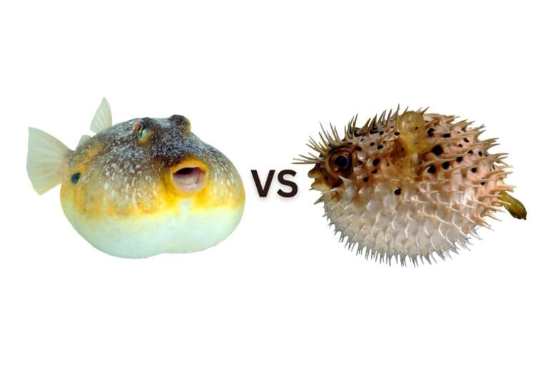 Pufferfish vs. Blowfish What's the Difference?