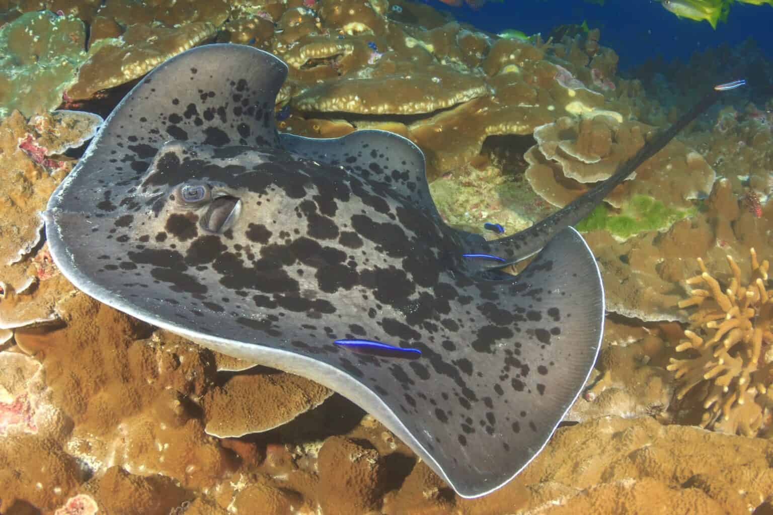 Manta Ray vs. Stingray: What’s the Difference?