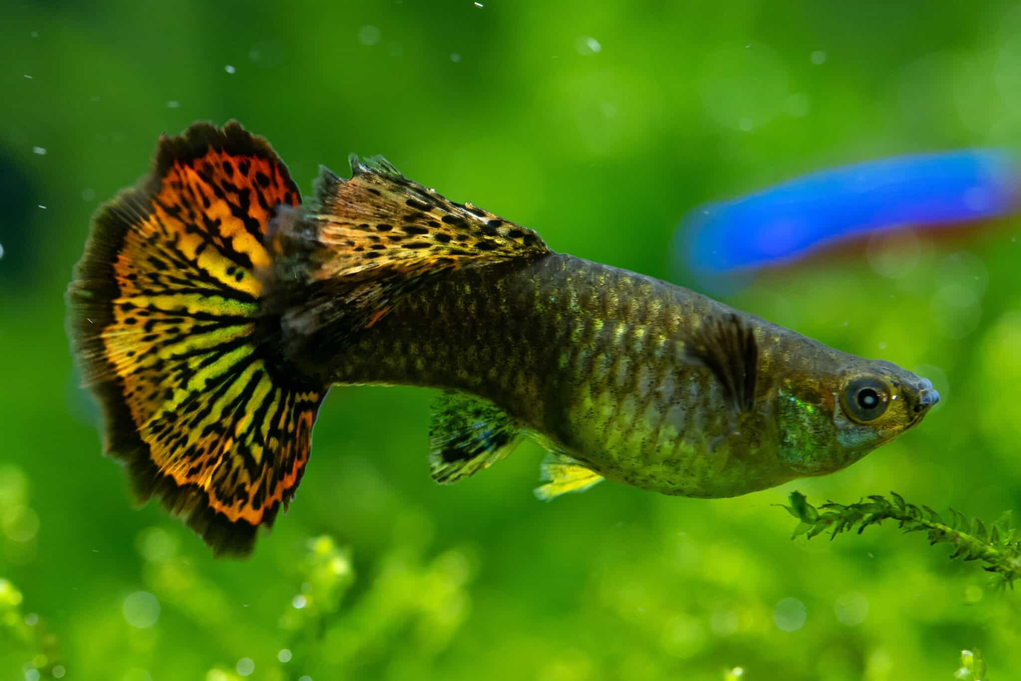 31 Best TopDwelling Fish for Your Aquarium