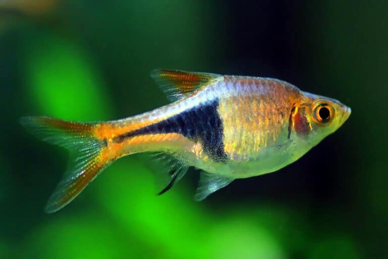 31 Best TopDwelling Fish for Your Aquarium