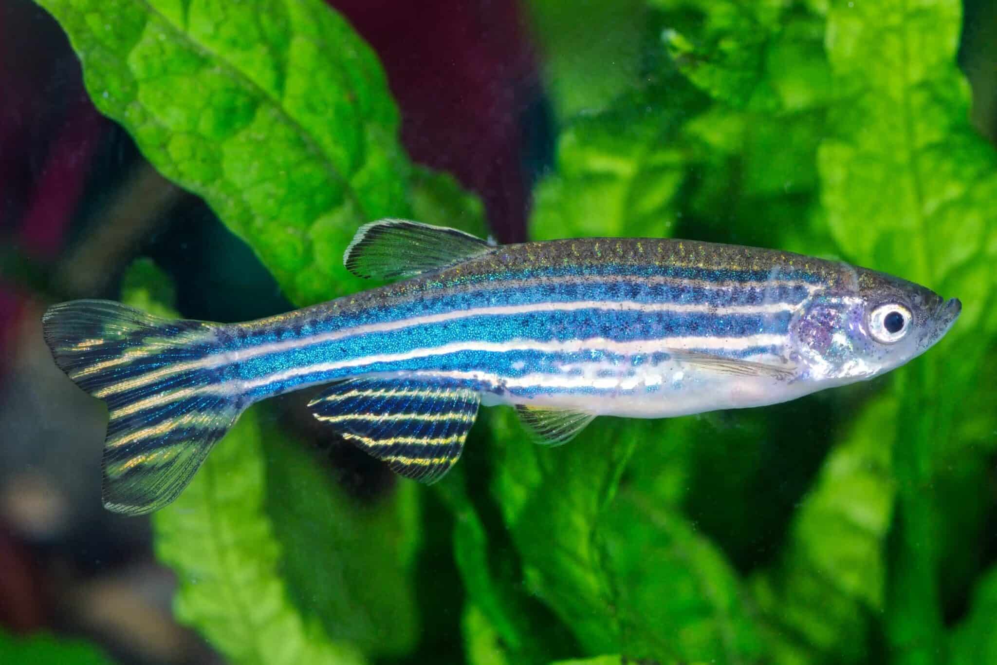 31 Best TopDwelling Fish for Your Aquarium