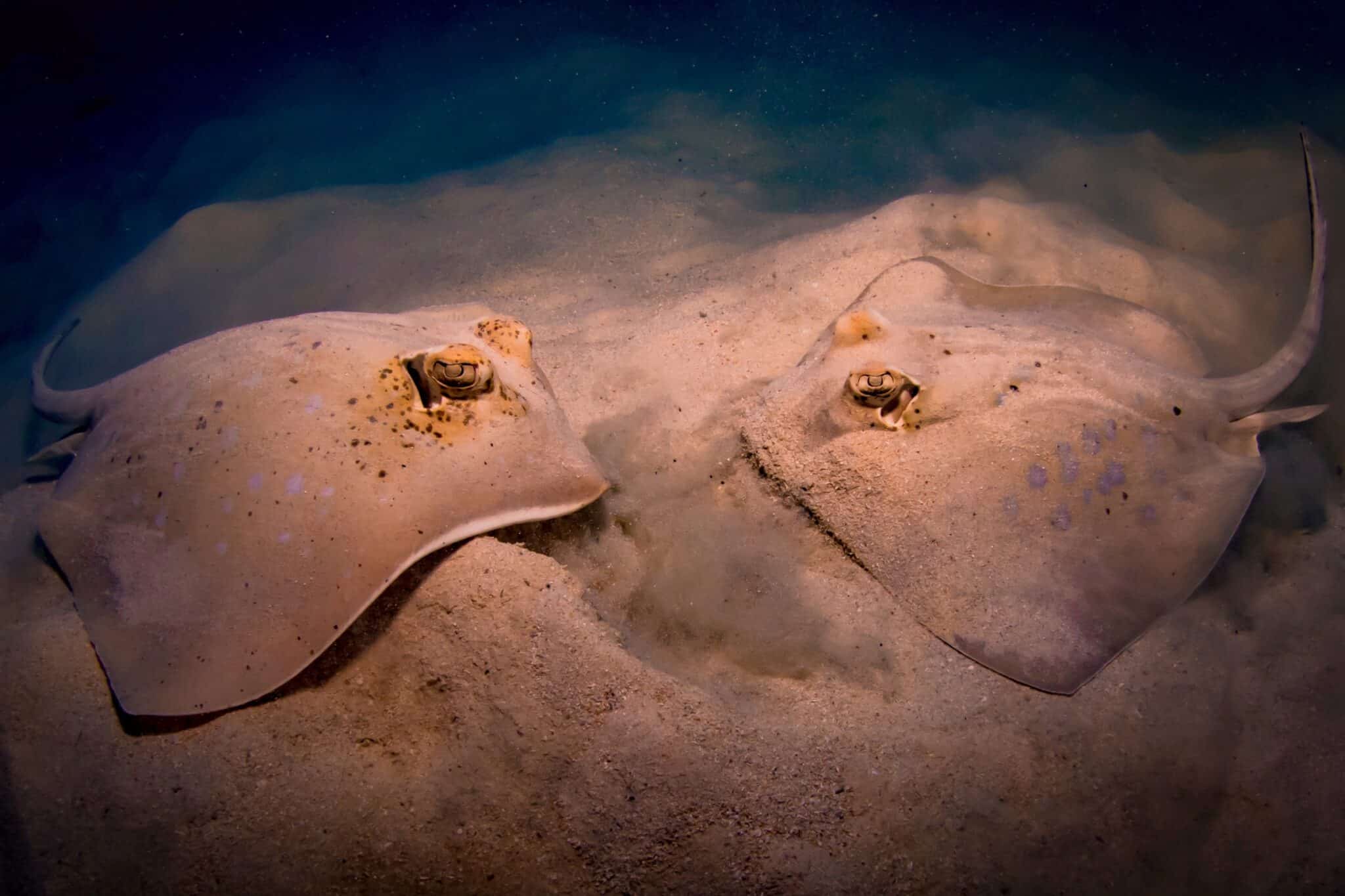 String Ray Have Teeth 12 Interesting Facts About Stingray Teeth - Aquarium Whisperer