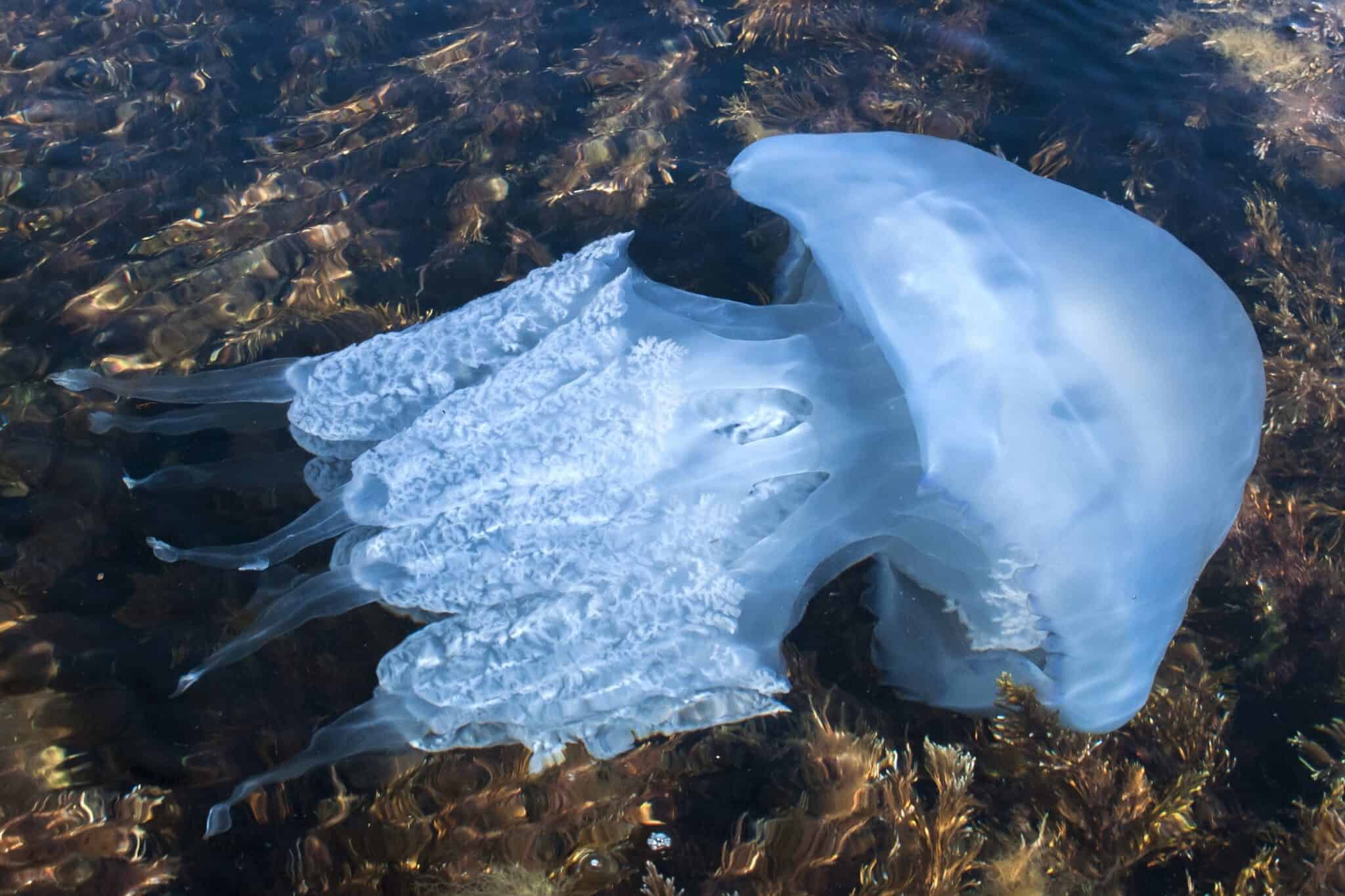 26 Different Types of Jellyfish in the Ocean