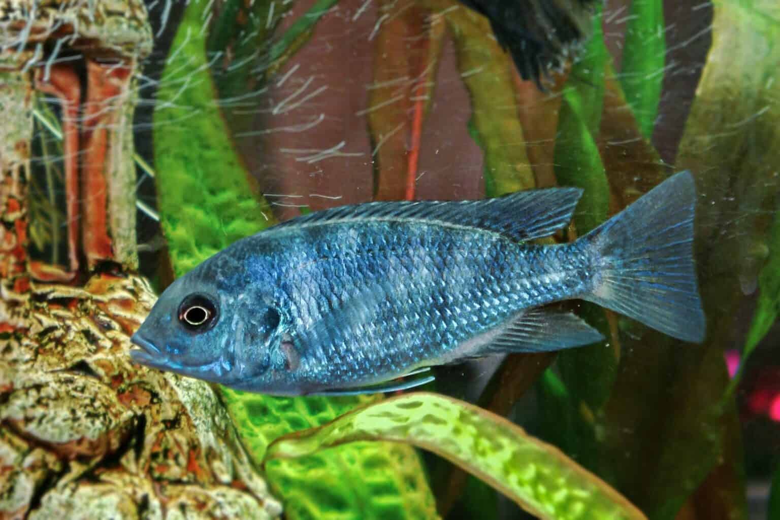 Blue Dolphin Cichlid Species Profile Care Guide blue-dolphin-cichlid-species-profile-care-guide
