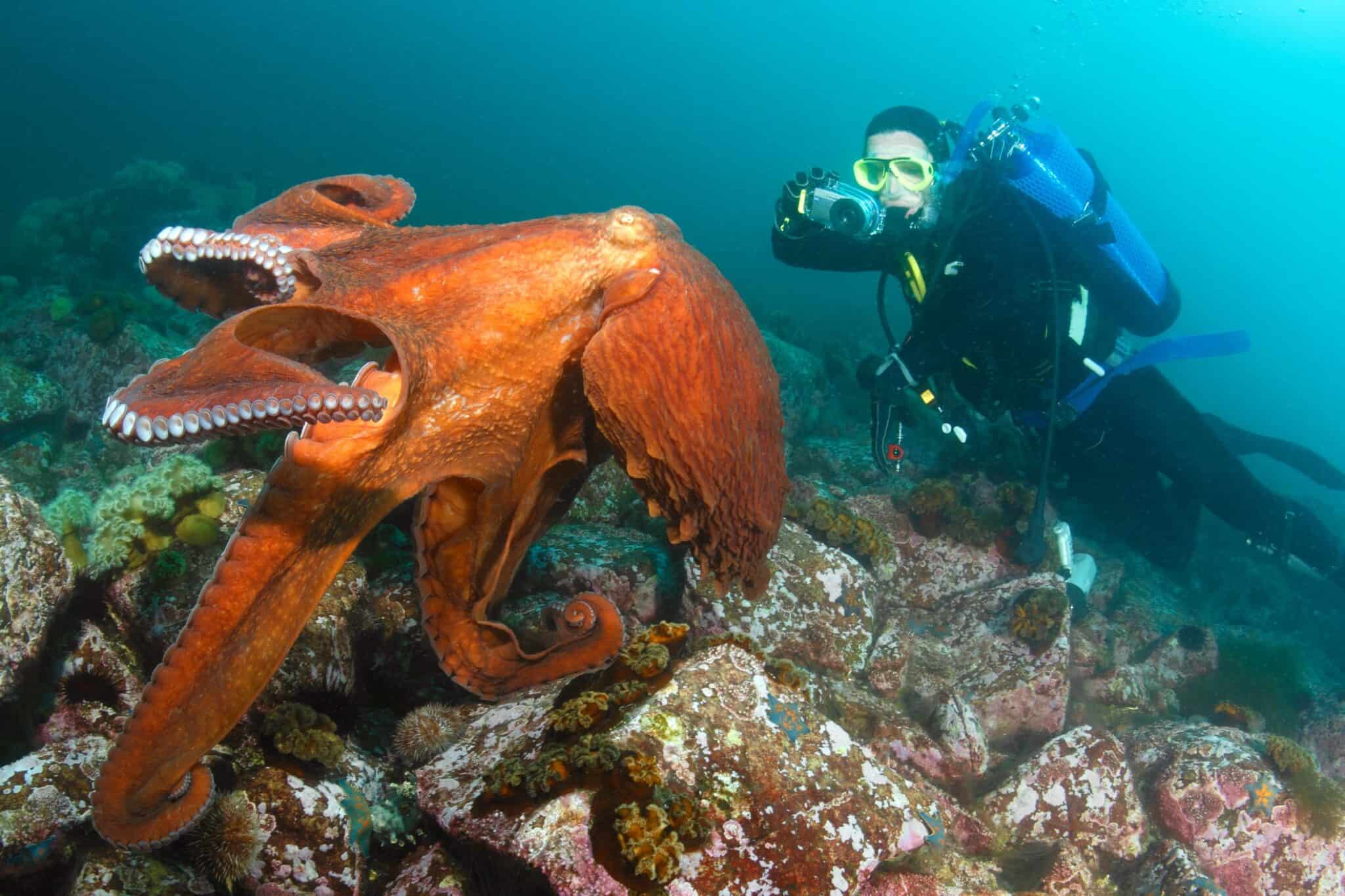 Are Octopuses Dangerous? (to Humans and Other Animals)