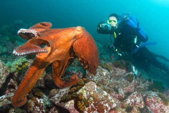 Are Octopuses Dangerous? (to Humans and Other Animals)