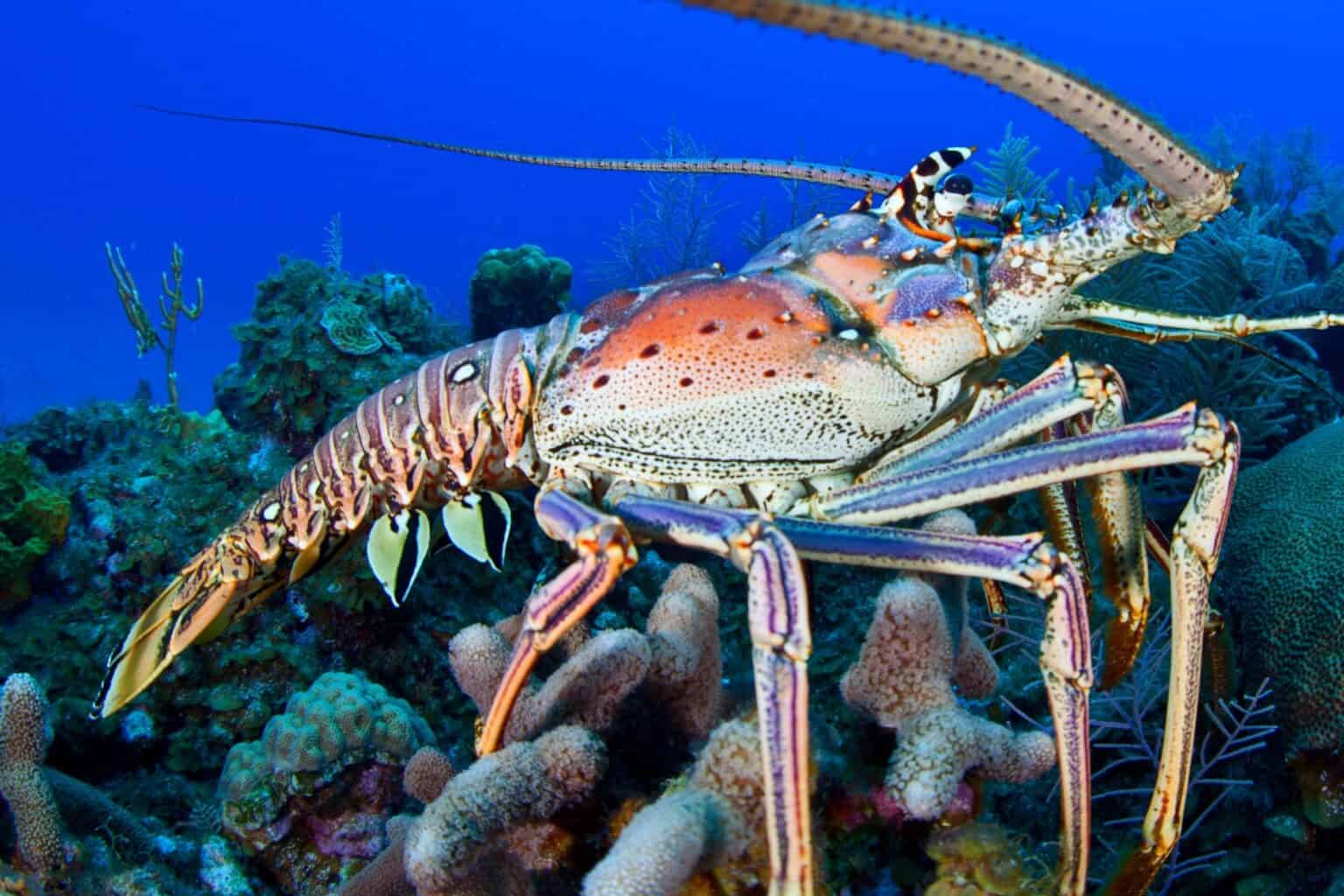 How Long Do Lobsters Live? - Are They Immortal?