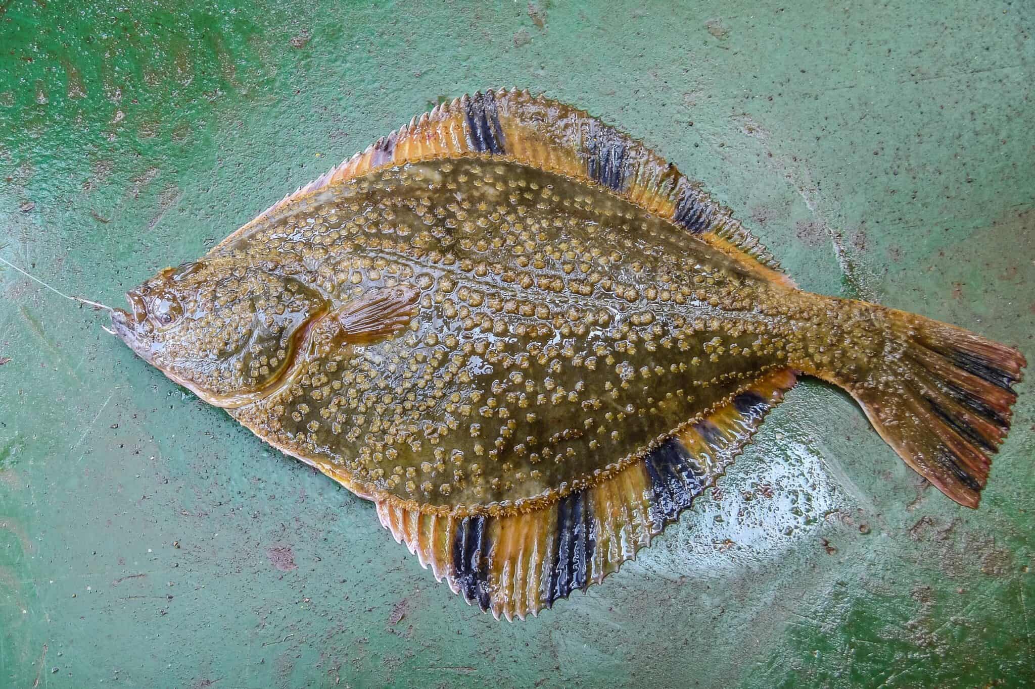 Freshwater Flounder Species Profile & Care