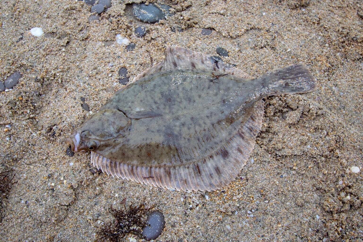 Freshwater Flounder Species Profile & Care Guide