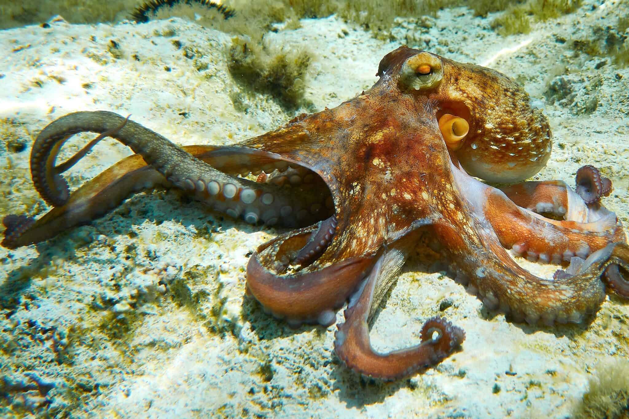 Are Octopuses Dangerous? (to Humans and Other Animals)