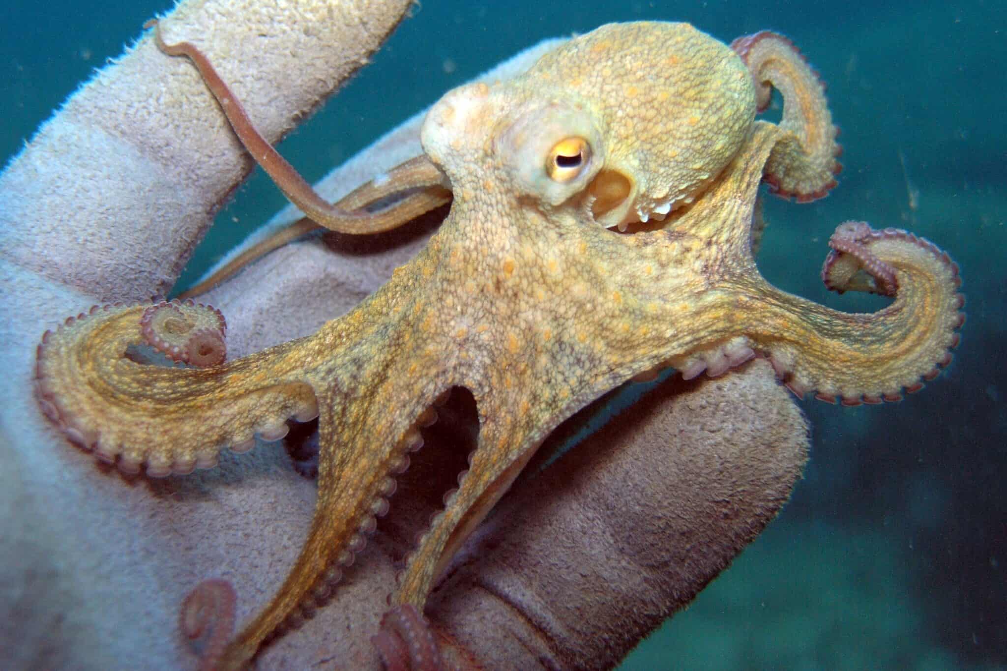 Are Octopuses Dangerous? (to Humans and Other Animals)