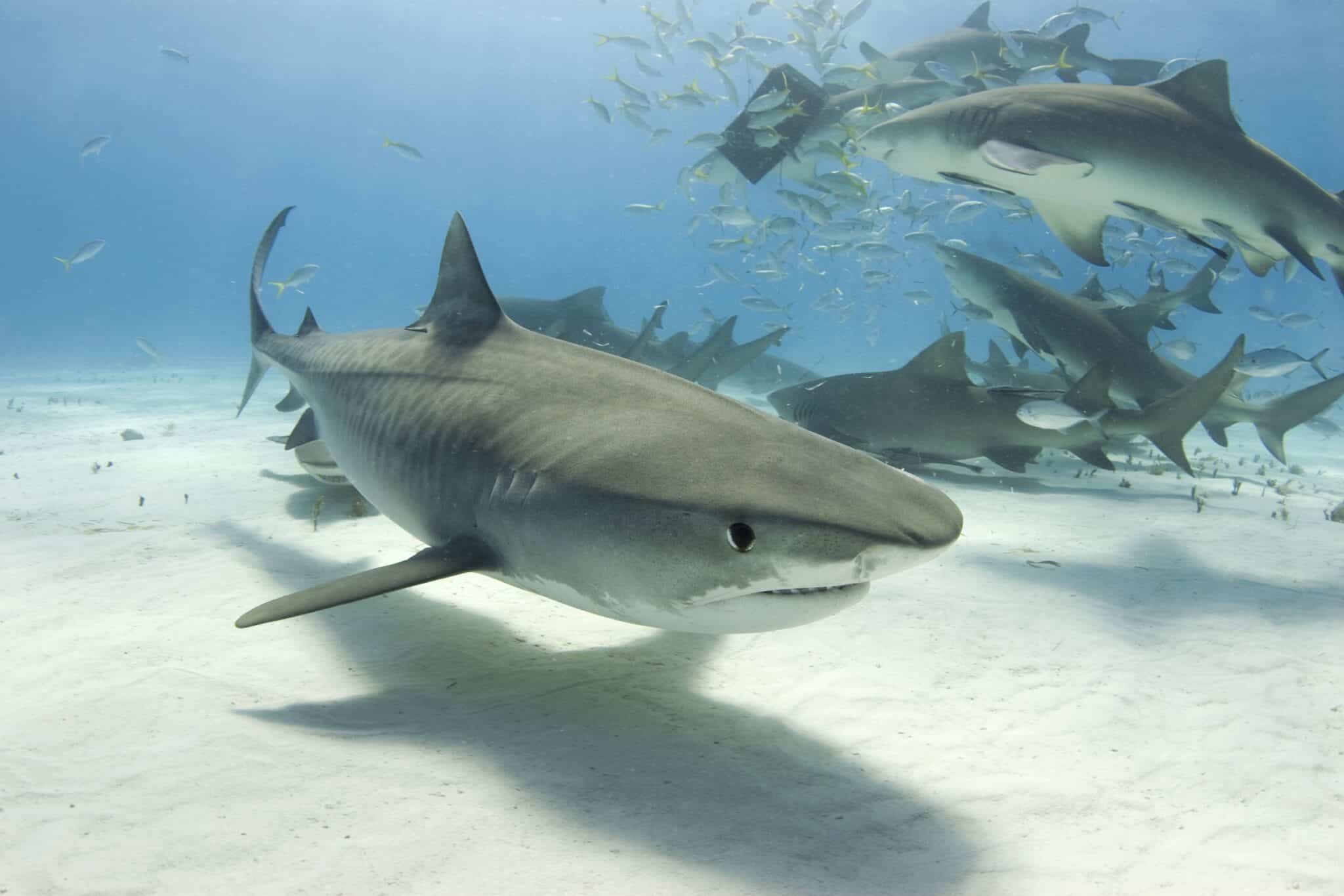 What Is a Group of Sharks Called? (4 Common Terms)