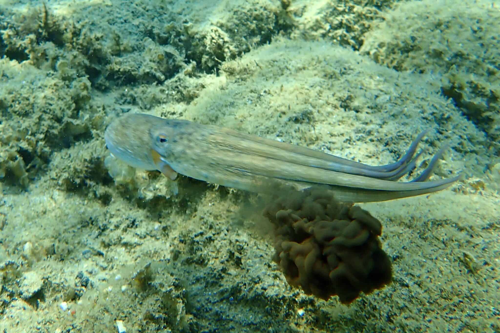 Do Octopuses Have Ink? (And What Is It Made of?)