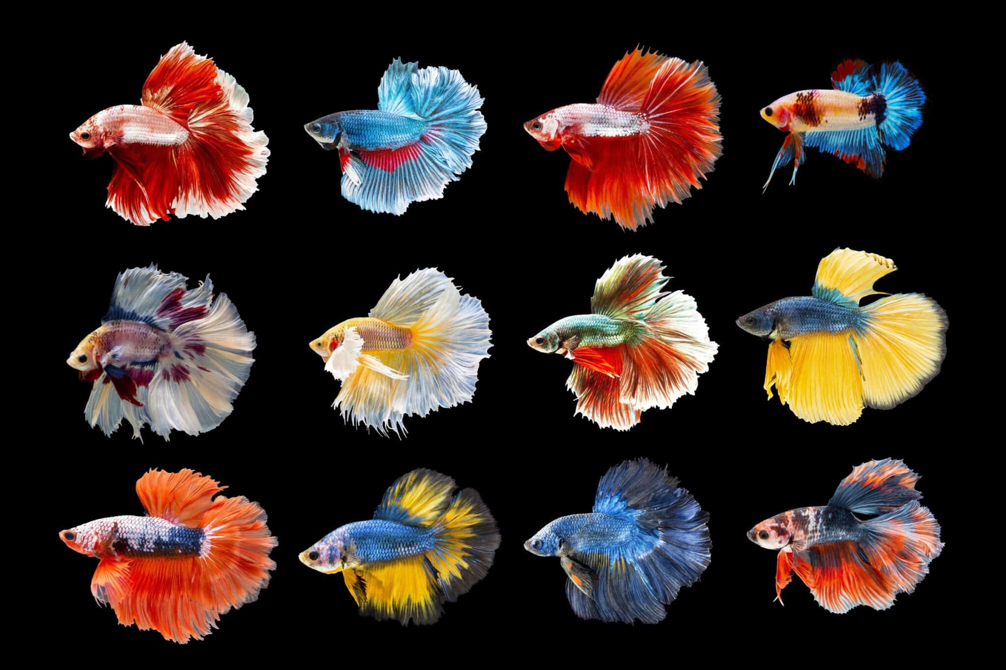 48 Types Of Betta Fish Tail Types Colors Patterns