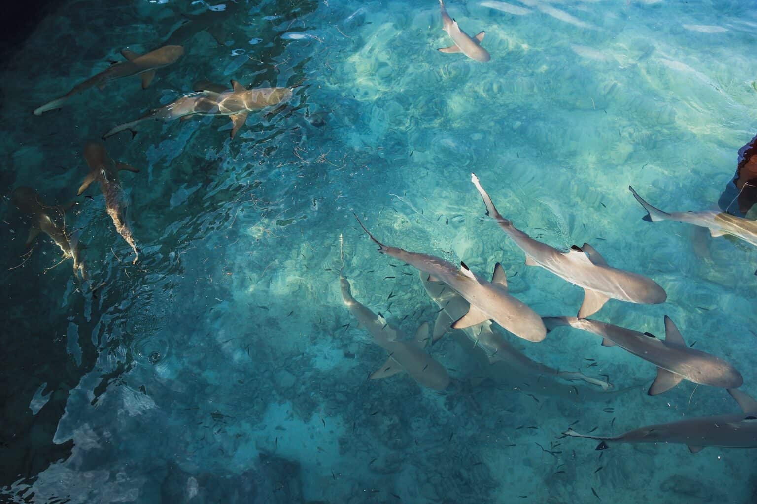 What Is a Group of Sharks Called? (4 Common Terms)