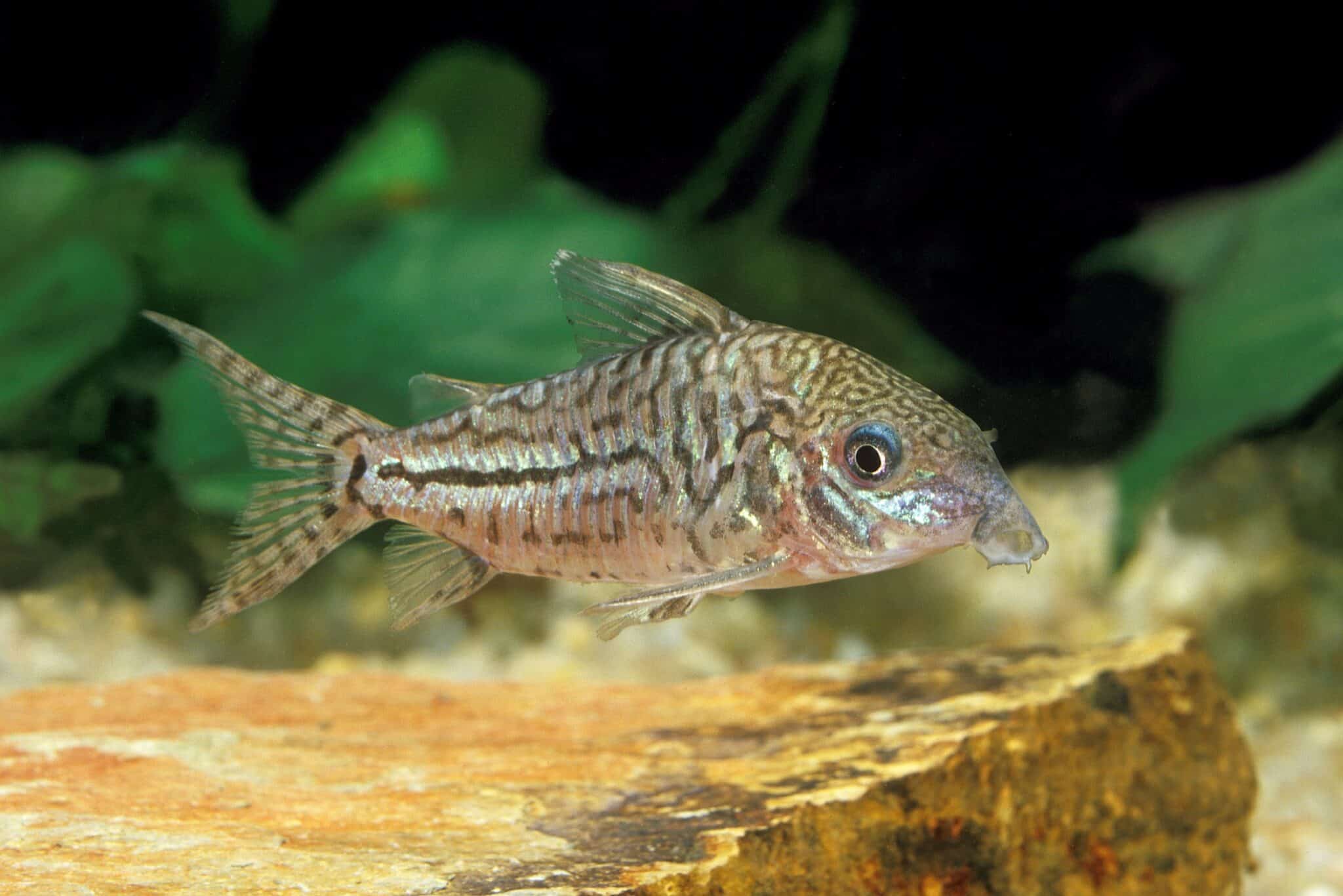 5 Live Julii Corydoras Catfish - Peaceful Freshwater Tropical Fish For Aquarium