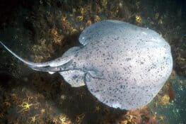 44 Different Types of Rays: Identification Guide