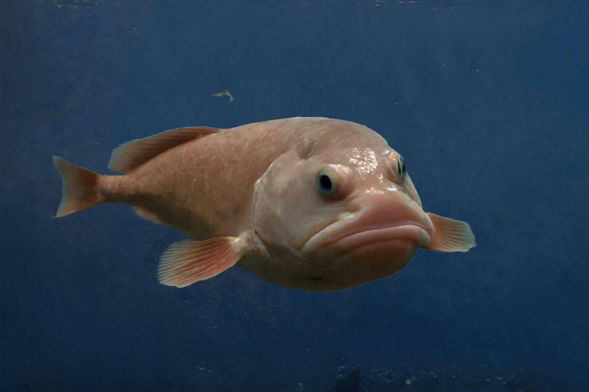 What Does A Blobfish Look Like Underwater What Does A Blobfish Look Like Underwater