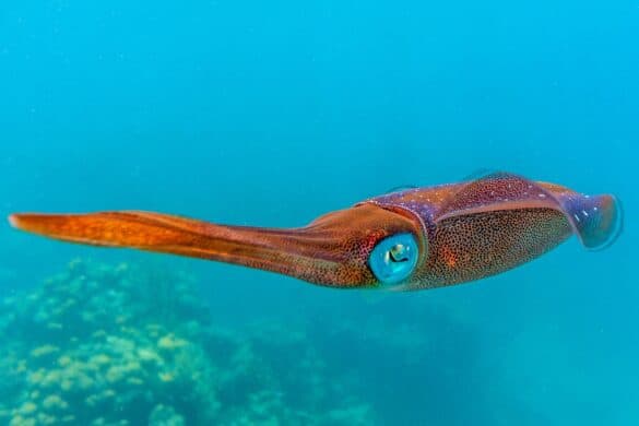 Squid vs. Octopus: What Are the Differences?