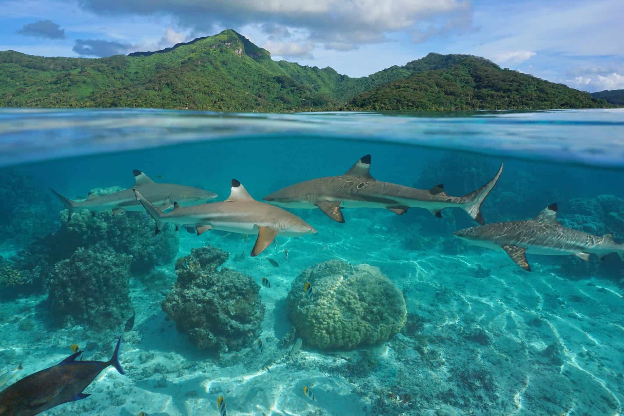 What Is a Group of Sharks Called? (4 Common Terms)