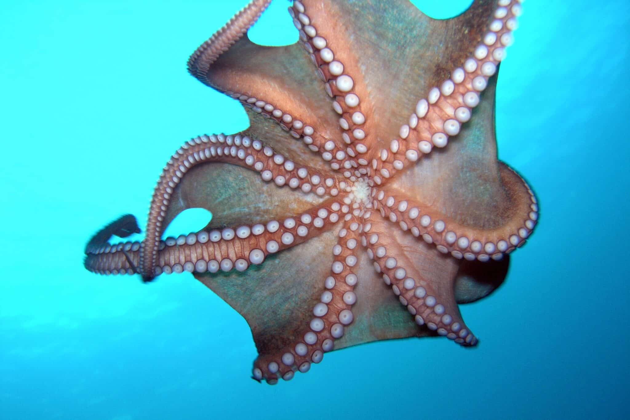 How Many Arms or Tentacles Does an Octopus Have?