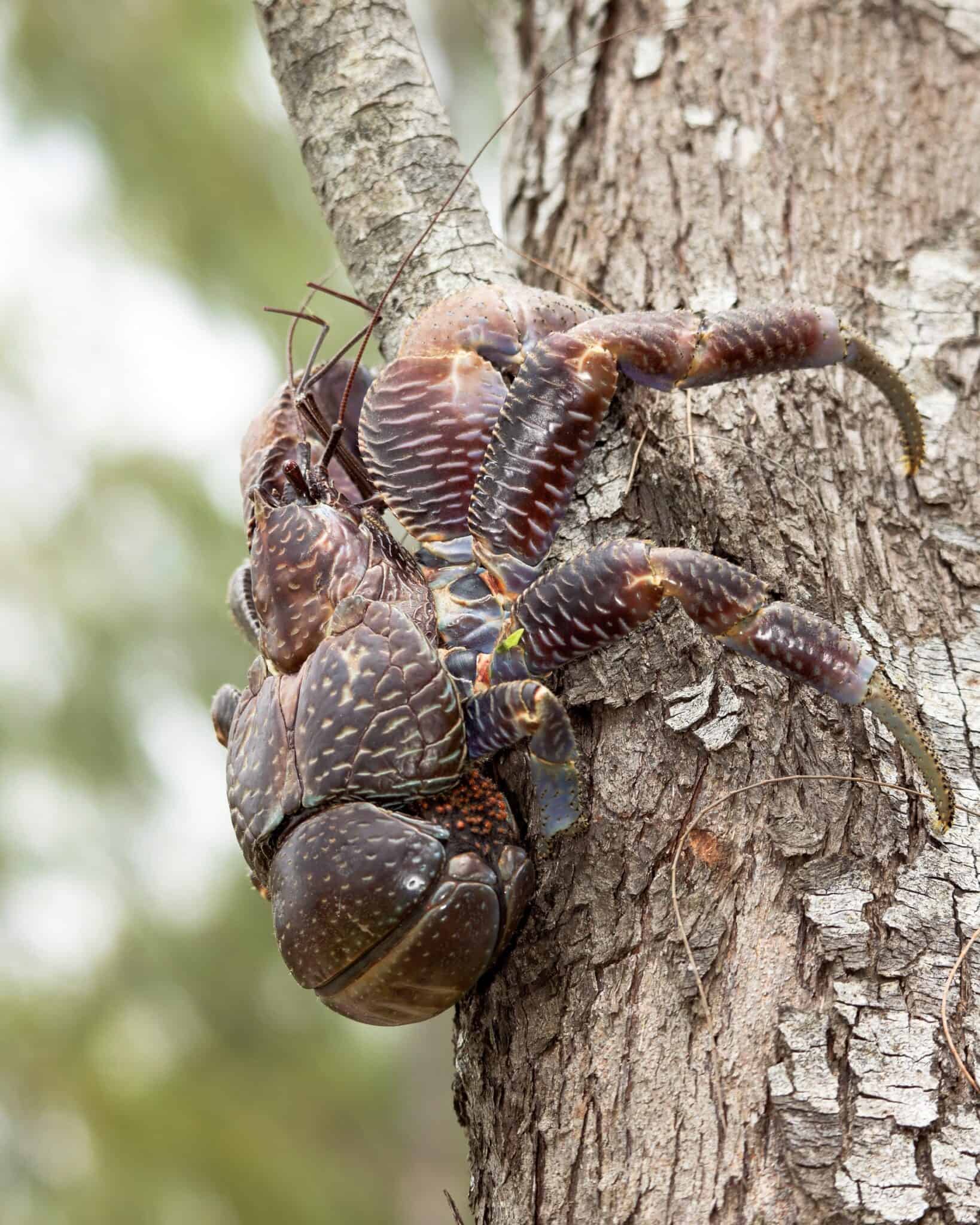 Are Coconut Crabs Dangerous to Humans?