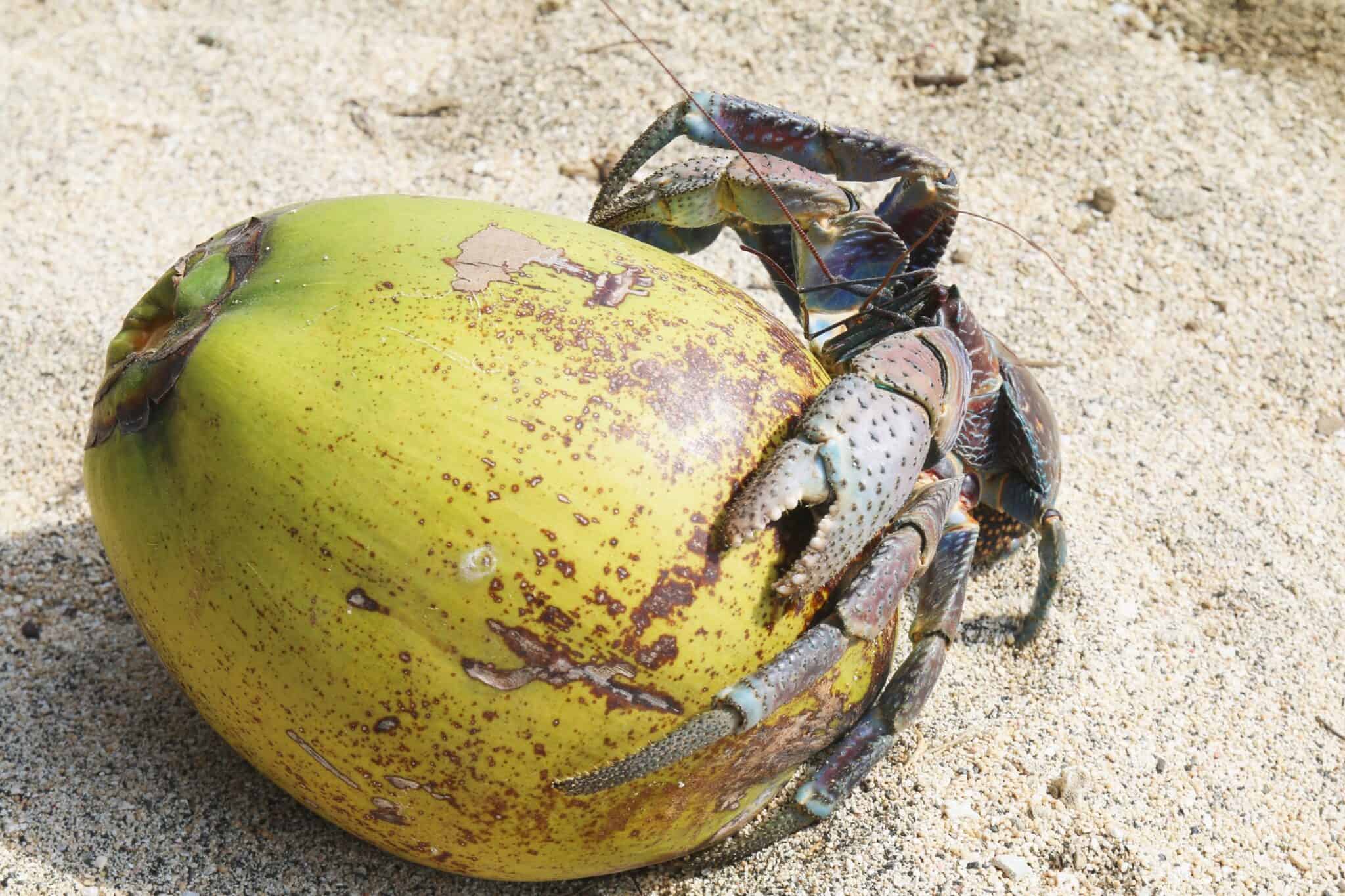 Are Coconut Crabs Dangerous to Humans?