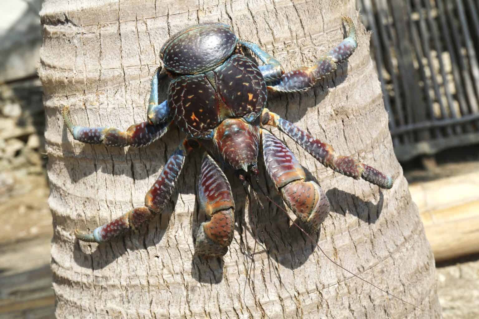 Are Coconut Crabs Dangerous to Humans?