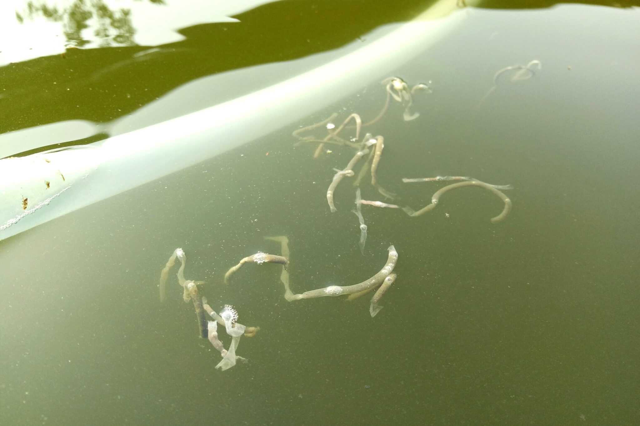 Fish Poop 101 What You Need to Know Aquarium Whisperer